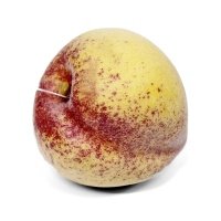 Муляж персик одиночный Coneko 