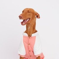 Petmax Комбинезон розово-серый девочка 5XL 