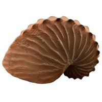Prime Ракушка Наутилус 5х4х2,5см 