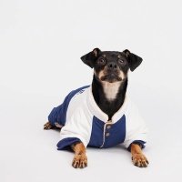 Petmax Комбинезон для собак, 2XL, сине-серый 