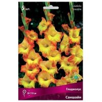 Луковицы гладиолус саншайн 5 шт 