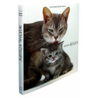 Жизнь кошек 
