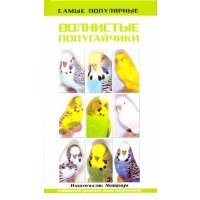 Самые популярные волнистые попугайчики