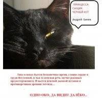 Принцесса, сыщик и черный кот