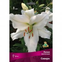 Луковицы лилия восточная северн 1 шт