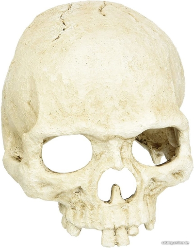 Lucky Reptile LUCKY REPTILE Декорация для террариума, череп "Skull Monkey", 15х12х11см (Германия) DS-M