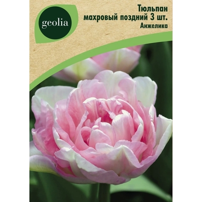 GEOLIA Тюльпан махровый поздний Анжелика 3 шт. GEOLIA 