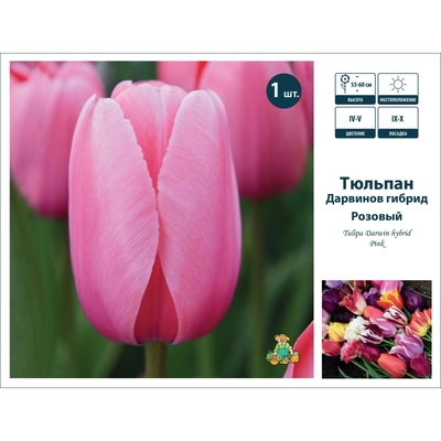 ПОИСК Тюльпан Дарвинов гибрид микс розовый 11/12, ПОИСК 