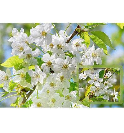 Мультидом Салфетка Мультидом вишня, 39х25 см FJ51-2