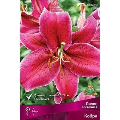 ООО "Центр-Огородник" Луковицы Лилия Кобра 1 шт ООО "Центр-Огородник"