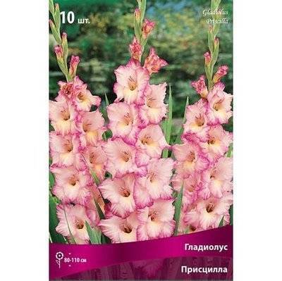 Agrovida Луковицы Гладиолус Айвори Присц 5 шт. Agrovida 