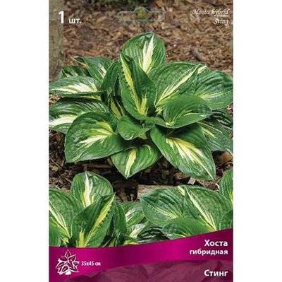 Agrovida Корневища Хоста Стинг 1 шт Agrovida 