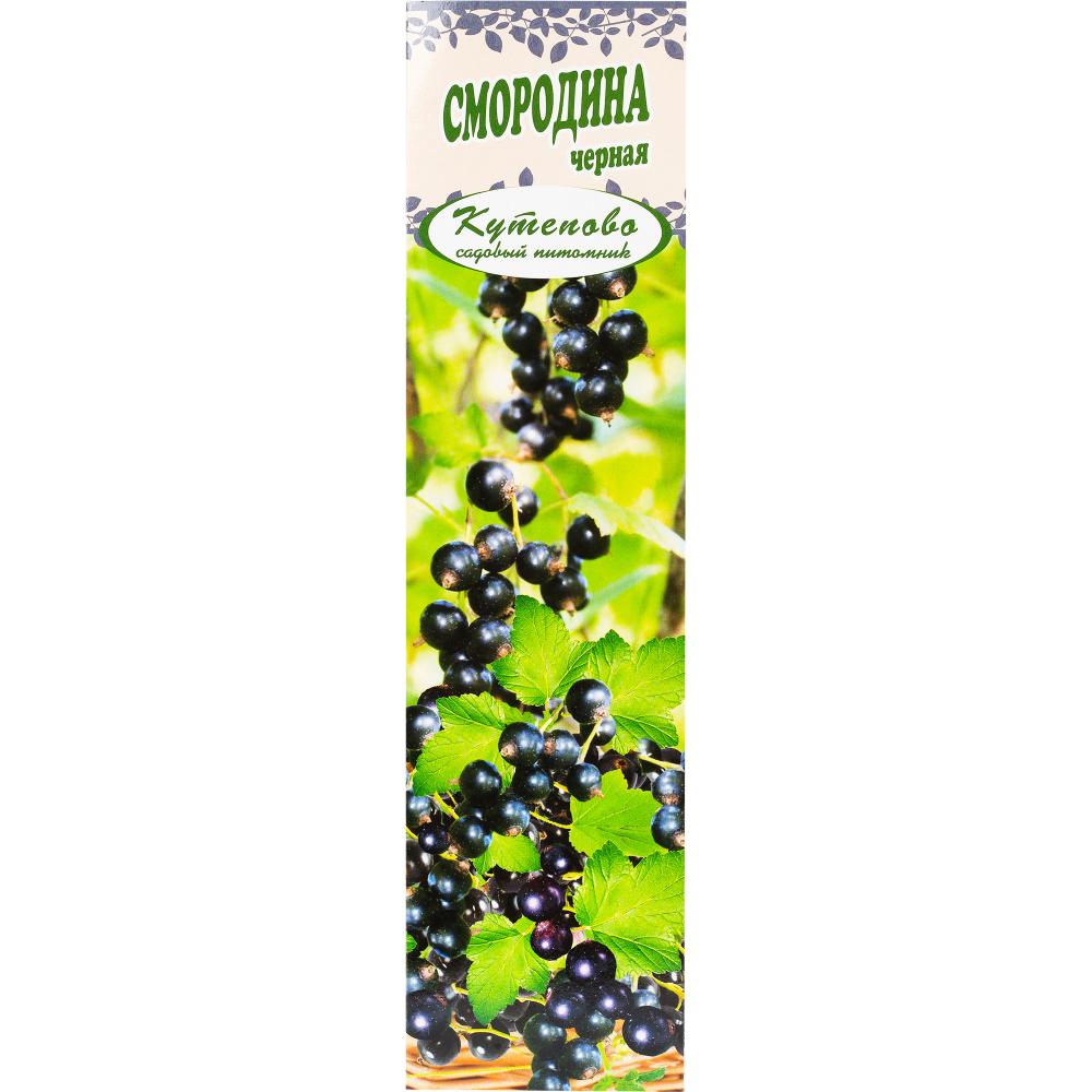Семена Черной Смородины Купить