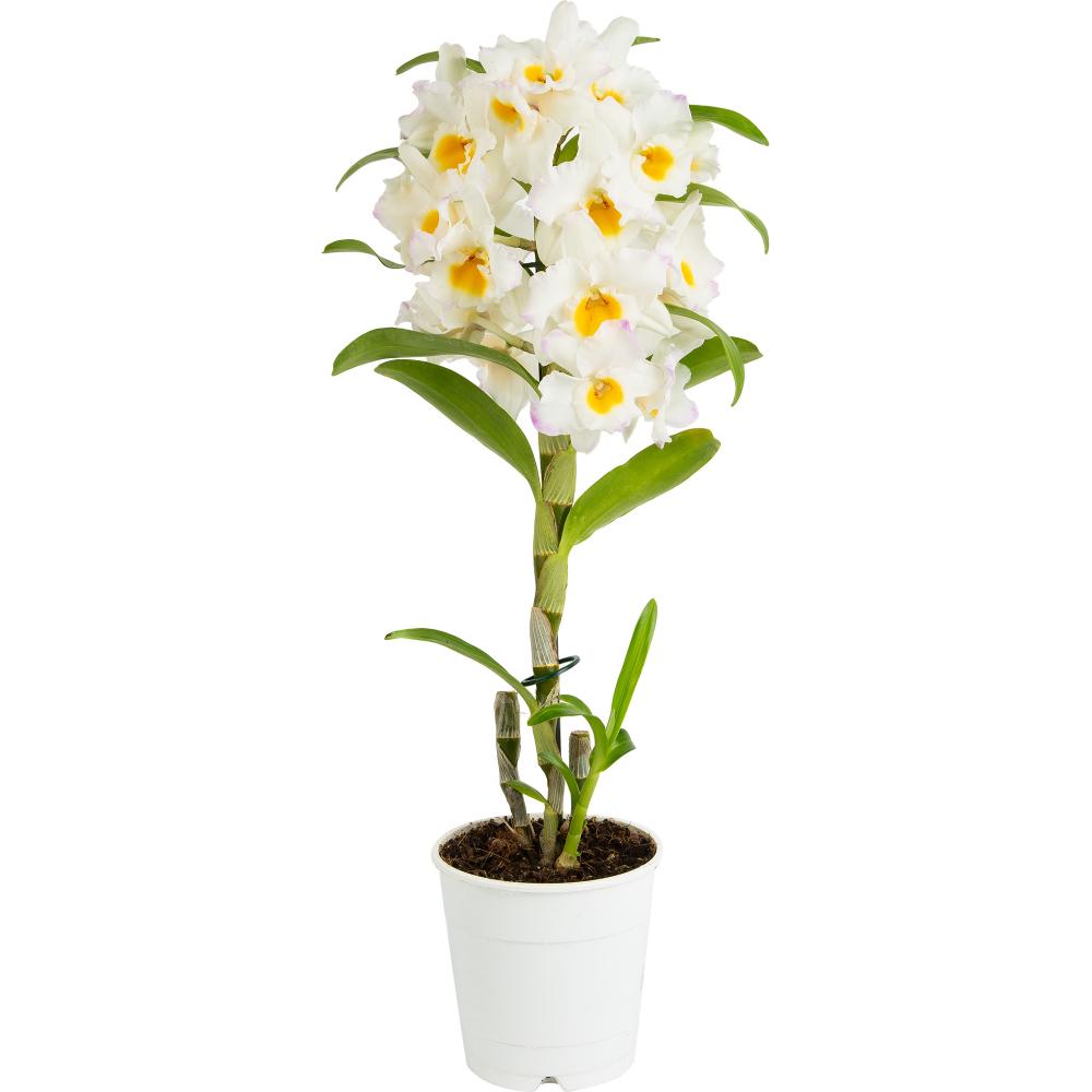 Hortus orchis - Dendrobium nobile var formosanum