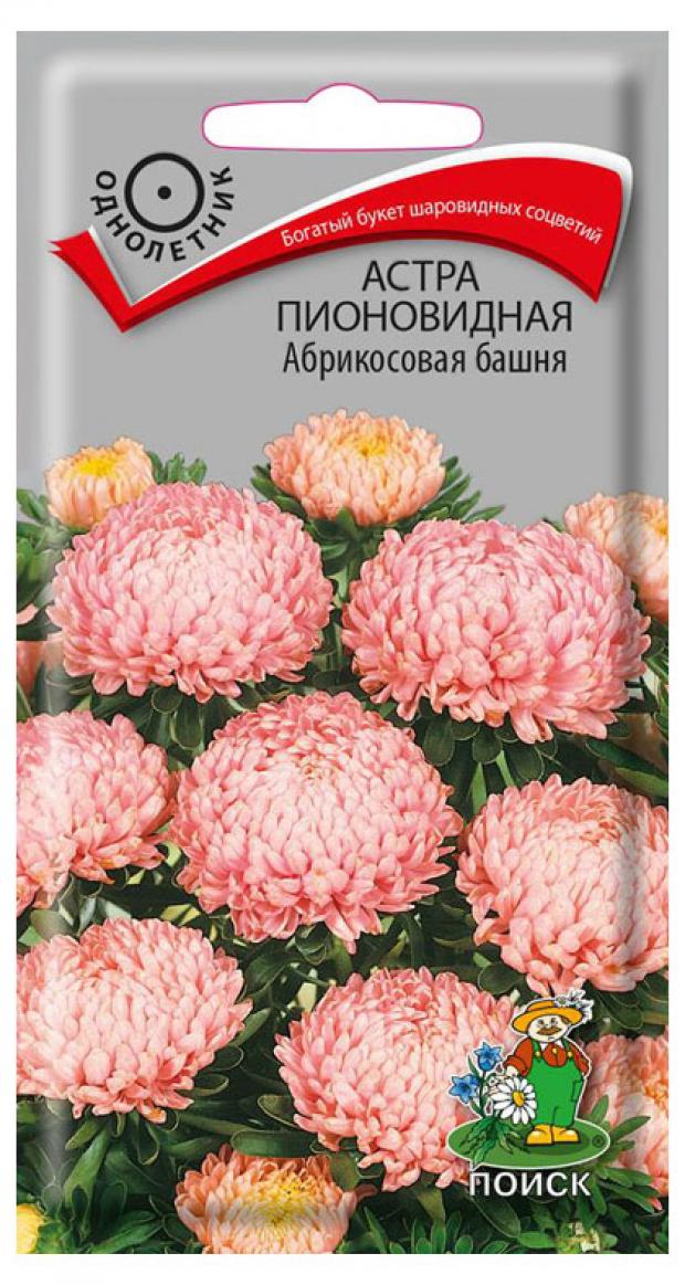 Астра абрикосовая башня