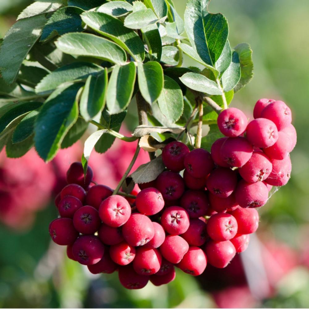 Рябина сорт гранатная. Рябина `Гранатная`, Sorbus `Granatnaja`. Рябина плодовая Титан. Рябина гибридная "Гранатная" (Sorbus х "Granatnaja" Финляндия). Рябина Гранатная.