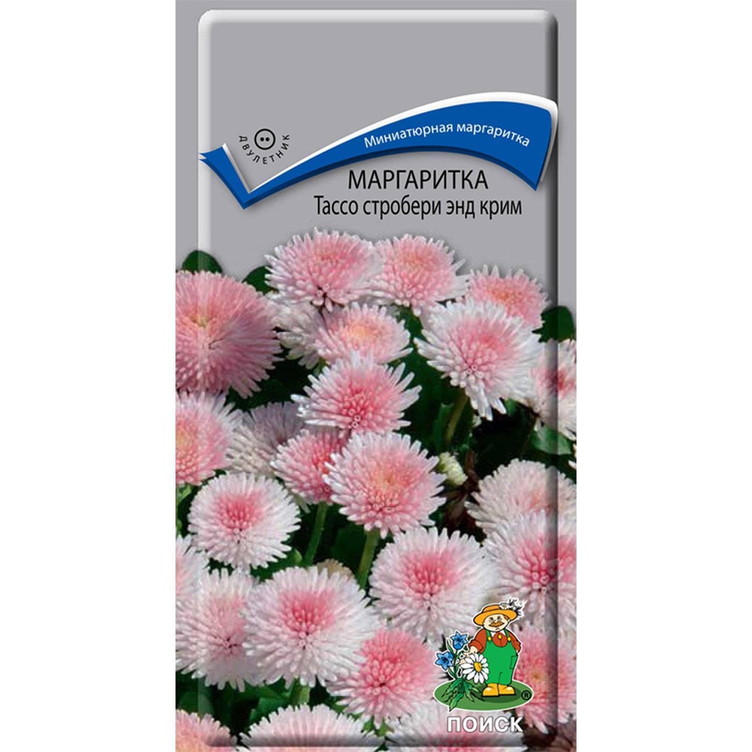 Маргаритки Семена Купить