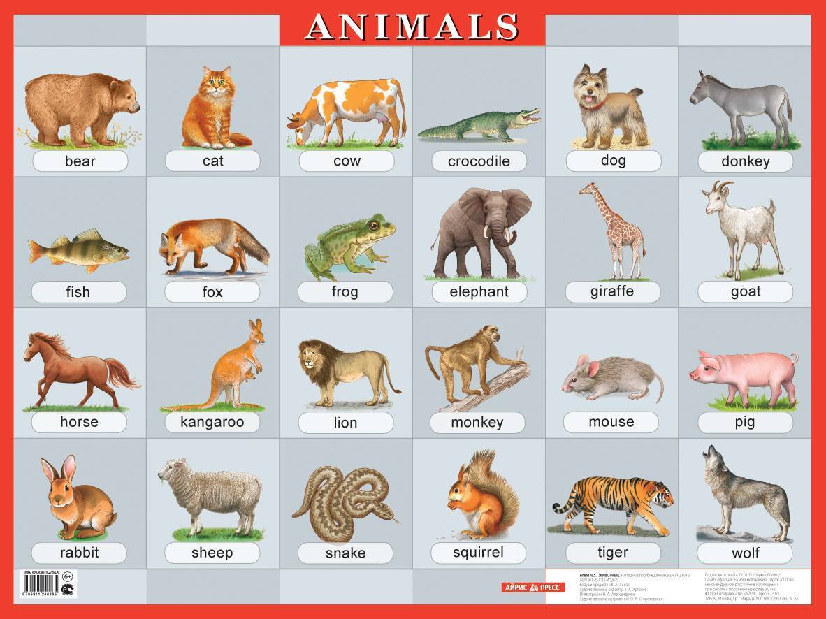 Дикие животные на английском 3 класс. Животные по английскому. Животные на англ. Дикие животные по английскому. Карточки животных на английском.
