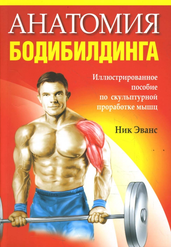 Анатомия мышц человека бодибилдинг