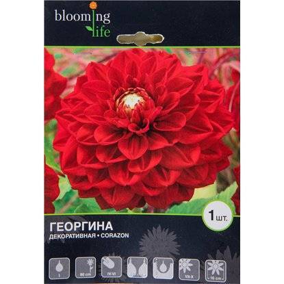 Клубни Георгинов Купить В Интернет